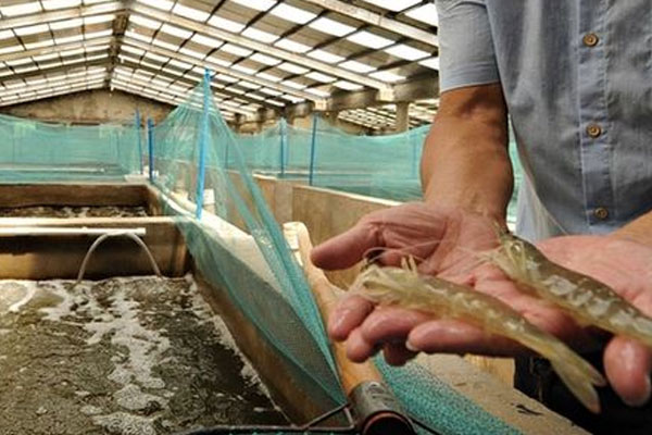 福建南美对虾海水养殖制冷恒温项目